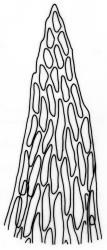 Camptochaete angustata. Apex of branch leaf. Drawn from A.J. Fife 8589, CHR 461007.
 Image: R.C. Wagstaff © New Zealand Institute for Bioeconomy Science 2026 CC-BY 3.0 NZ